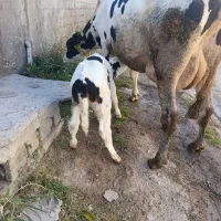 گاوشیری هرکول جوان