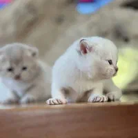 بچه گربه بریتیش