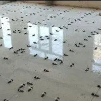کاشی کاری