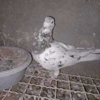 هفت رنگ نر