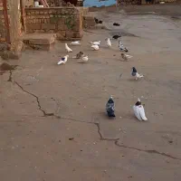 کبوتر پرشتی|پرنده|بیرانوند, |دیوار