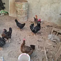مرغ و خروس محلی|حیوانات مزرعه|چغادک, |دیوار