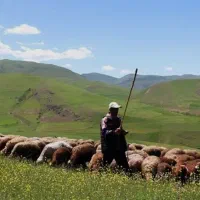 گوسفـندزنـده. مــزرعـه