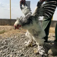 خروس برهما لایت رومانی