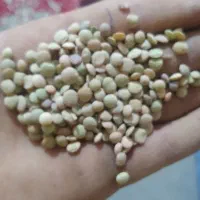 عدس دیمی خوش پخت