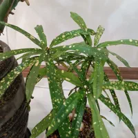 گل آپارتمانی و تزیینی|گل و گیاه طبیعی|مشهد, جاهد شهر|دیوار