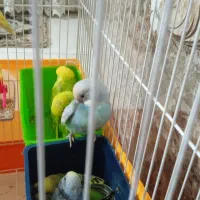 مرغ عشق سرلاکی و دان خور