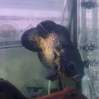 ماهی|ماهی|بندرعباس, |دیوار