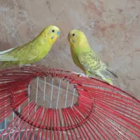 گربه دارم|گربه|یزد, |دیوار