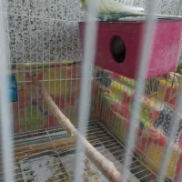 مرغ عشق|پرنده|سبزوار, گلشن|دیوار