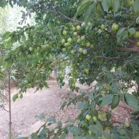 زمین باغچه فیروزبهرام شهاب شهر