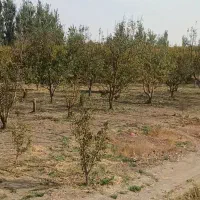 با کمترین هزینه بهترین باغ بخر|فروش دفتر صنعتی، کشاورزی، تجاری|تاکستان, |دیوار