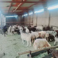 کهره و بره،بز ومیش،کولار و شیشک|حیوانات مزرعه|شیراز, دست خضر|دیوار