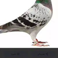 کود کبوتر