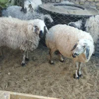 میش چاق بره چاق