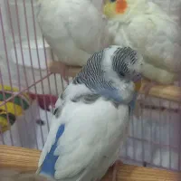 مرغ عشق اهلی