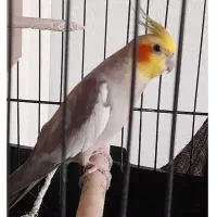 عروس هلندی|پرنده|تهران, کرمان|دیوار