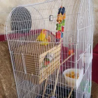 طوطی برزیلی