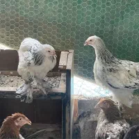 نیمچه برهما لایت