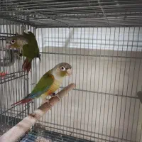 طوطی گرینچیک آماده جوجه کشی