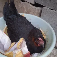 فروش مرغ کرک