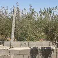 باغچه ۴۹۰ متری با درخت‌های چندساله سهیلیه زعفرانیه|فروش زمین و ملک کلنگی|کرج, گلشهر|دیوار