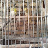 جفت عروس هلندی با قفس|پرنده|میناب, |دیوار