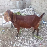 فروش کهره اغوس