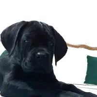 توله کین‌کورسو/کن‌کورسو|سگ|تهران, آرژانتین|دیوار