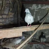 کفتر شیخ ابری  کله