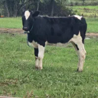 گوساله دورگ هلشتاین|حیوانات مزرعه|رشت, بازار|دیوار