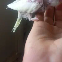 مرغ عشق