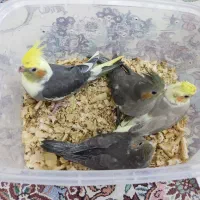 عروس هلندی جوجه سرلاک خور