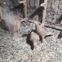 جوجه زرد