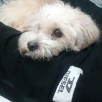 سگ بشمی  بازدید سوسنگرد