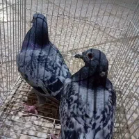 سه تا مگس|پرنده|زابل, |دیوار