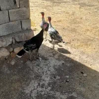بوقلمون وخروس و اردک خارجی|حیوانات مزرعه|کوهدشت, |دیوار