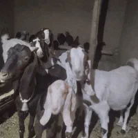 بز آبستن سنگین