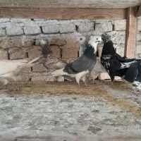 جوجه فروشی|پرنده|کاشان, بازار کاشان|دیوار