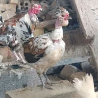 جوجه گلین گردن لخت