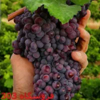 اجاره زمین باغ انگور یاقوتی