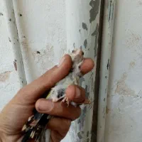 سهره جوجه سهره کرم روشن نشوندار و چندتابخون خوب|پرنده|مشهد, شهید معقول|دیوار
