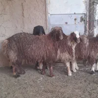 بره نر چاق