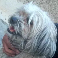 شیتزو پامر فرفری باهوش|سگ|شیراز, سعدیه شمالی|دیوار