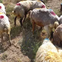 بوقلمون دهگلان