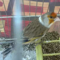 فروش سهره وسهره قناری دهندار (دهن لر)