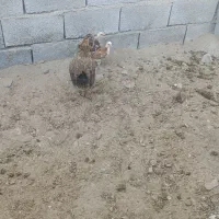 مرغ با دو جوجه دو ماه