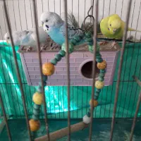 پرنده|پرنده|سنندج, |دیوار