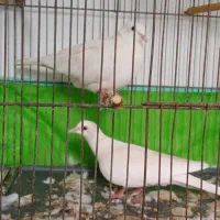 کبوتر خانگی ق م ر ی سفید جفت مولد