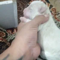 سگ شیتزو|سگ|کرمان, |دیوار